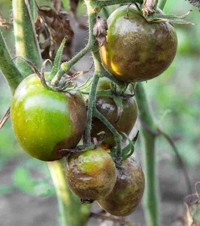 Blossom-end Rot Tomato Plant