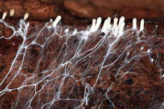 mushroom mycelium decomposing soil