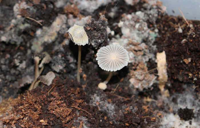 mushrooms decomposers parasola auricoma