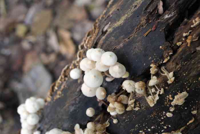 mushrooms decomposing wood
