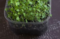 5 Best Growing Medium For Microgreens