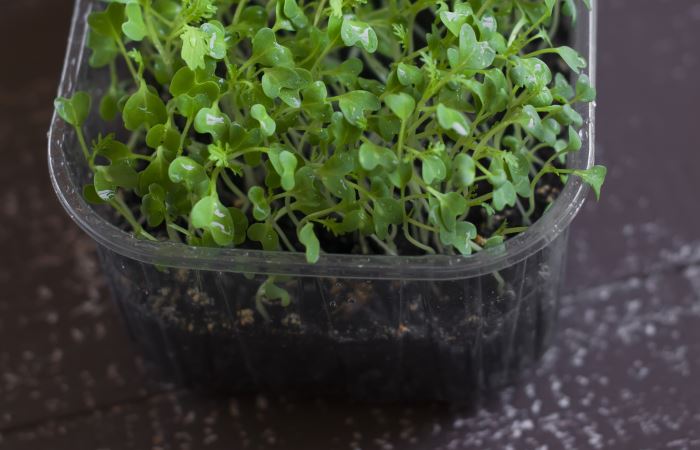best growing medium for microgreens