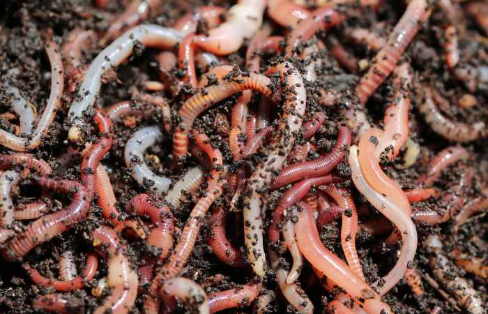 Compost And Earthworms