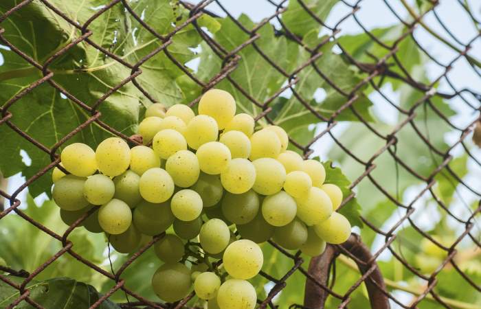 fruit that grows on vines