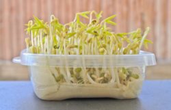 How To Start Seeds In A Paper Towel – Germinating Guide