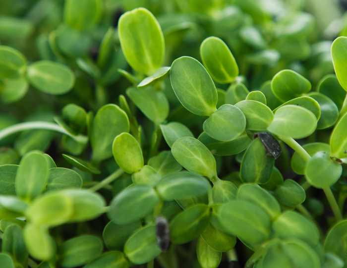 microgreen seedling grown