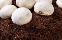 What Is Mushroom Compost? Benefits, Usage, FAQ