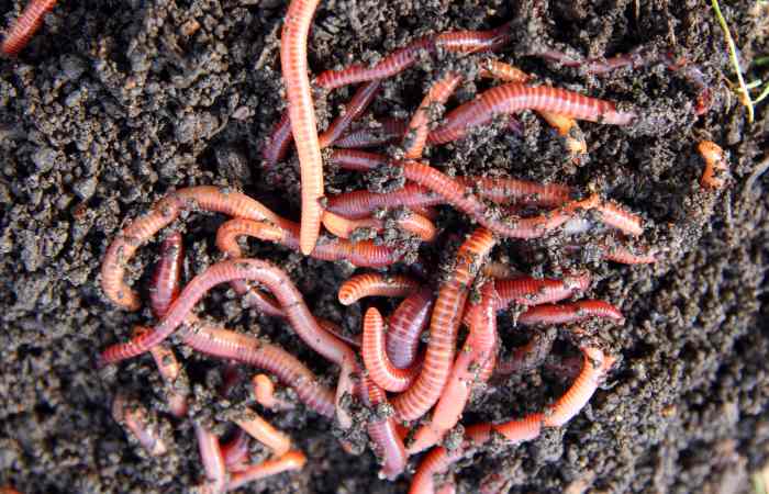 Red Worms (Eisenia Fetida) In Compost