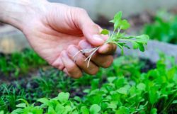 What’s The Difference? Sprouts vs Microgreens