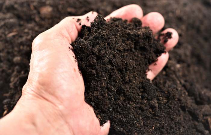 top soil in hand