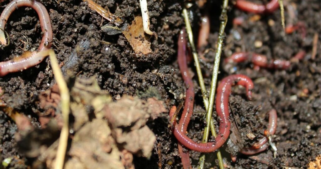 worms in compost pile