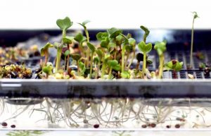 grow micro greens without soil