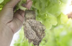 Starting Seeds In Rockwool – Rockwool Grow Guide