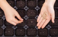 How Many Seeds To Plant In A Hole – Germination, Space, Depth