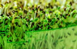 How To Use Microgreens – Harvesting & Storage Guide