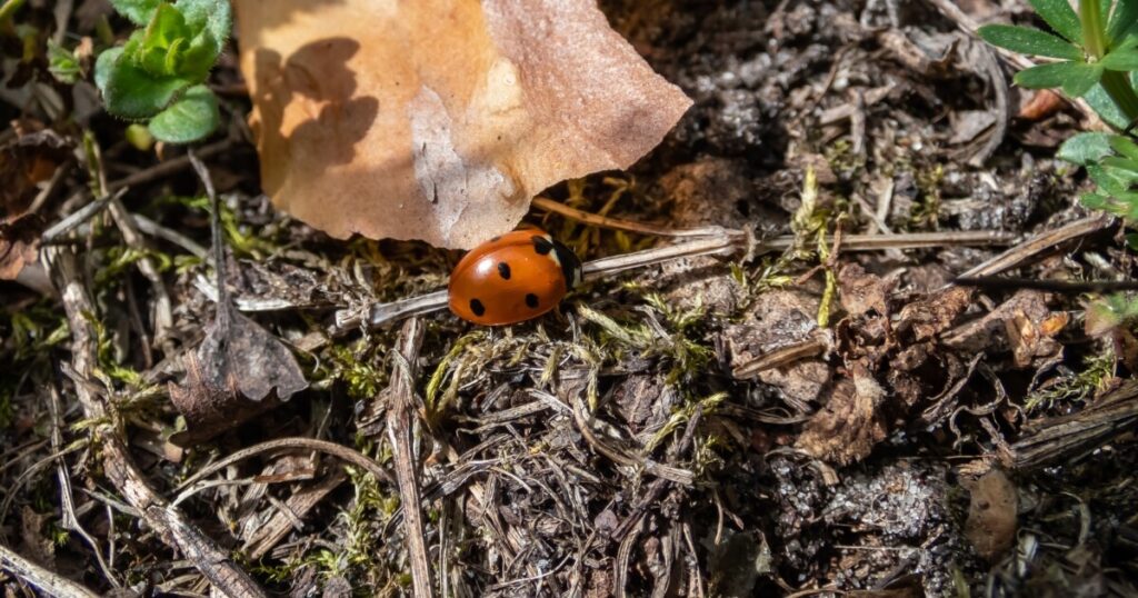 lady bug crawling on soil