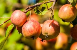 Can You Eat Crab Apples – Poisonous To Dogs?