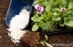What Is Perlite? Uses And Growing Info