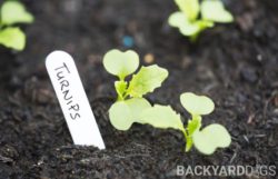 How To Grow Turnips – Planting & Harvesting