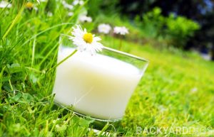 Is Milk Good For Plants