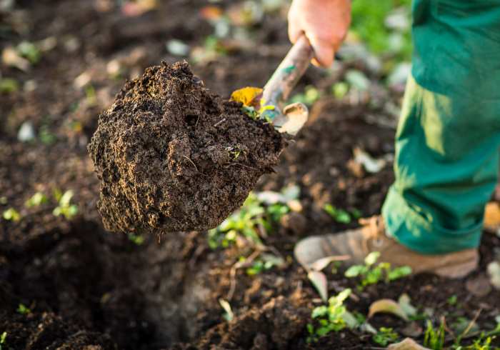 Man Digging Soil For Tilling
