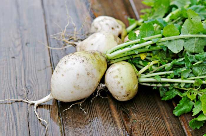 Harvested Turnips