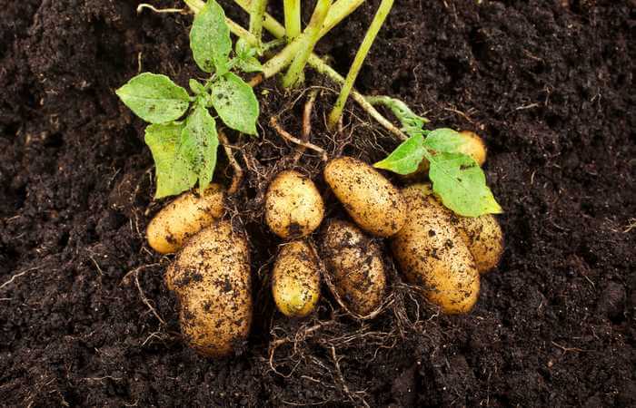how many potatoes per plant