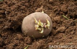 How To Get Potatoes To Sprout