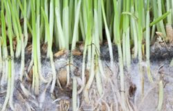 How To Get Rid Of Mold On Seedlings