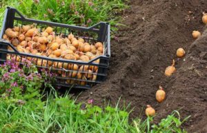 seed potatoes vs regular potatoes