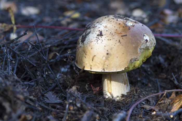 small mushroom growing