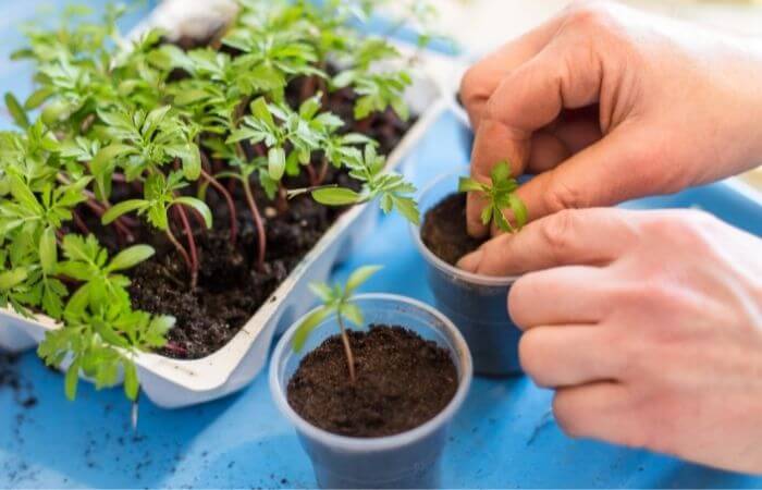 transplanting seedlings to solo cups