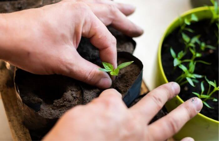 transplanting seedling to larger pot