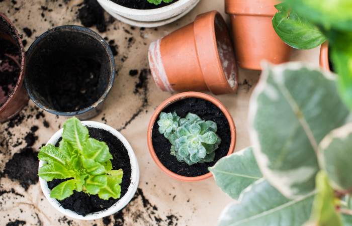 using garden soil in pots