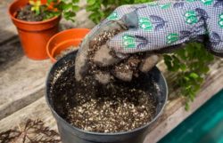 How To Reuse Potting Soil – Step By Step