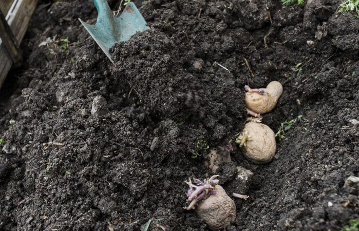 when to plant potatoes in zone 8