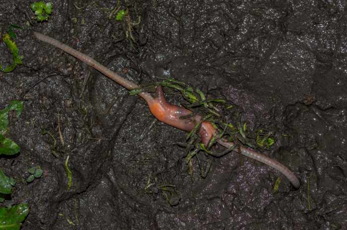 worms mating