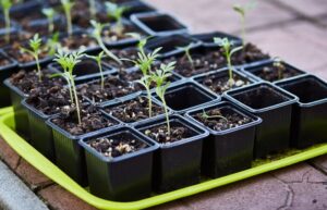 best seed starting trays