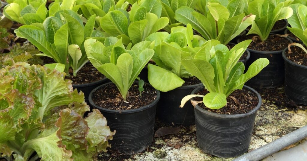 hydroponic lettuce in pots