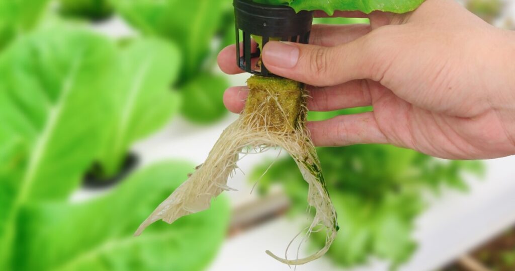 hydroponic lettuce roots