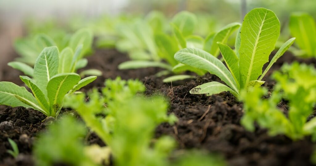 planted hydroponic lettuce in soil