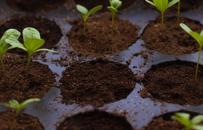 what to do if seeds don't germinate