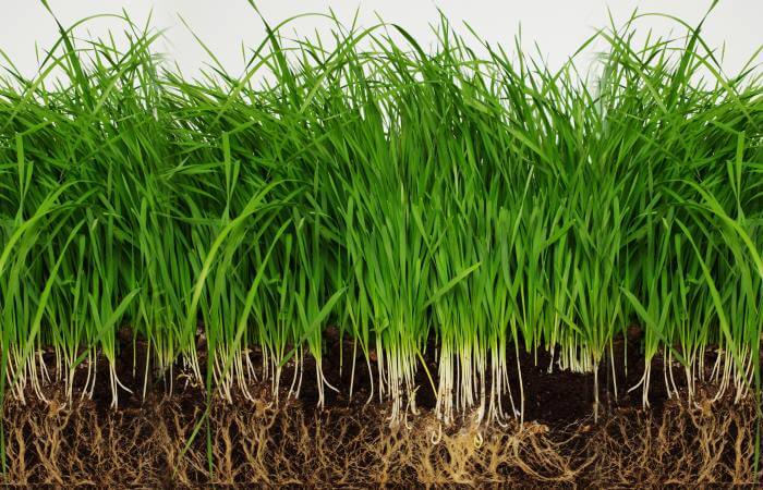 how deep do grass roots grow