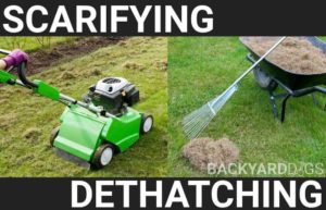 Scarifying vs Dethatching