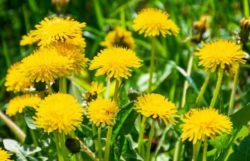 Are Dandelions Bad For Your Yard? Dandelion Facts