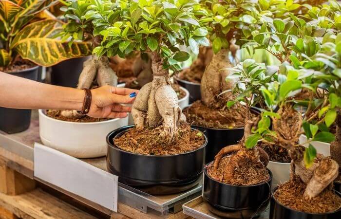 ficus ginseng in large pots