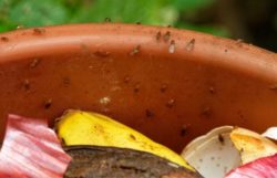 How To Get Rid Of Fruit Flies In Compost