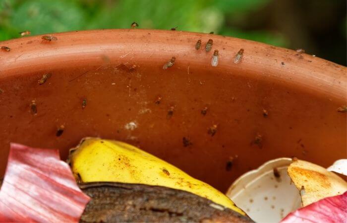 fruit flies in compost