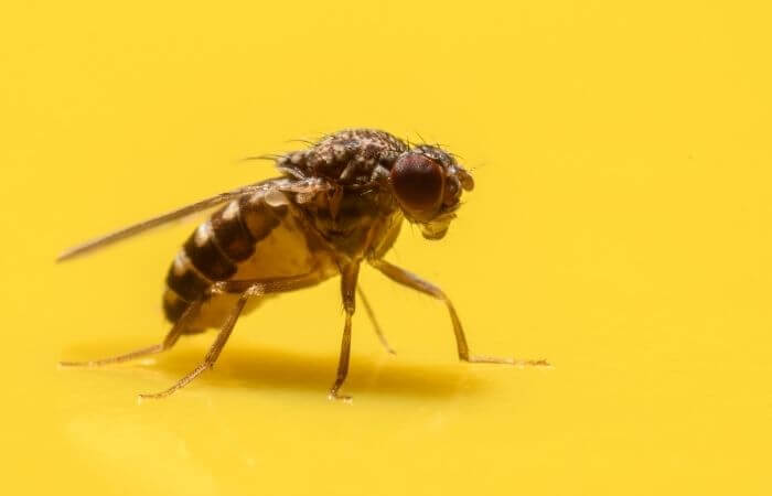 fruit fly stuck yellow sticky paper