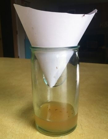 fruit fly vinegar trap